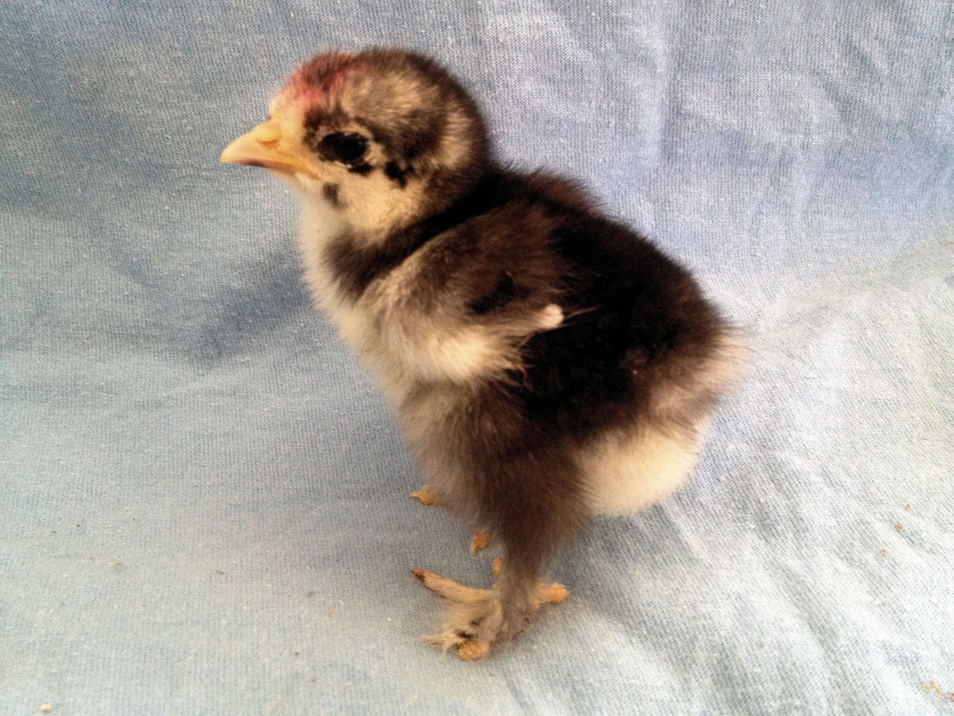 Baby 10   5 Days Old 5/9/14