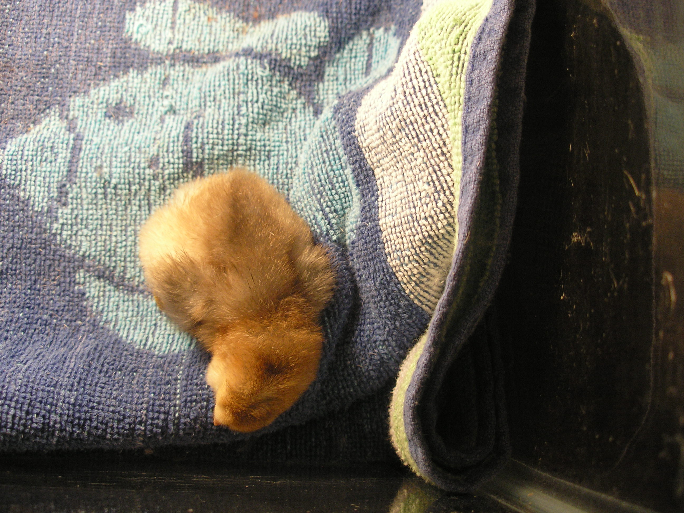 Baby 2 very pretty color