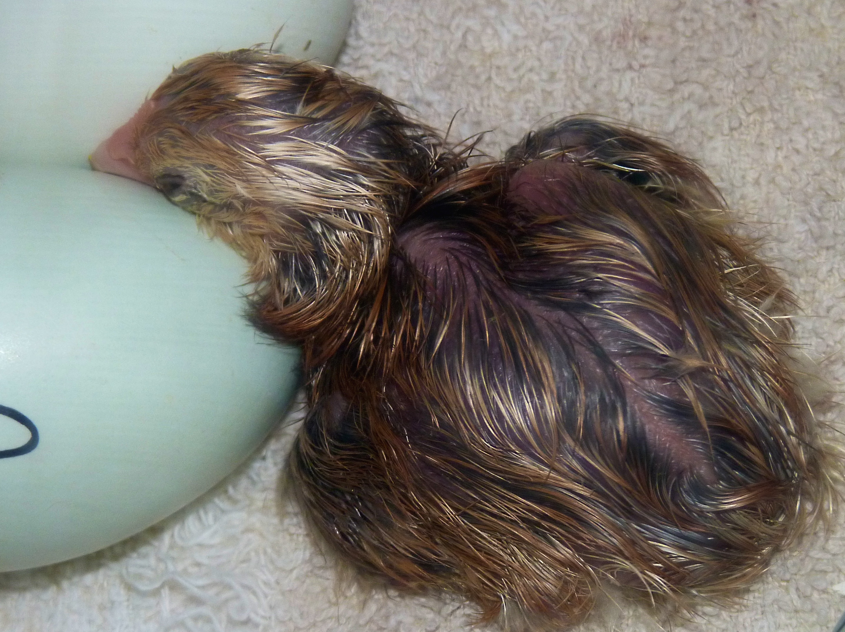 Baby #3, half Easter Egger.