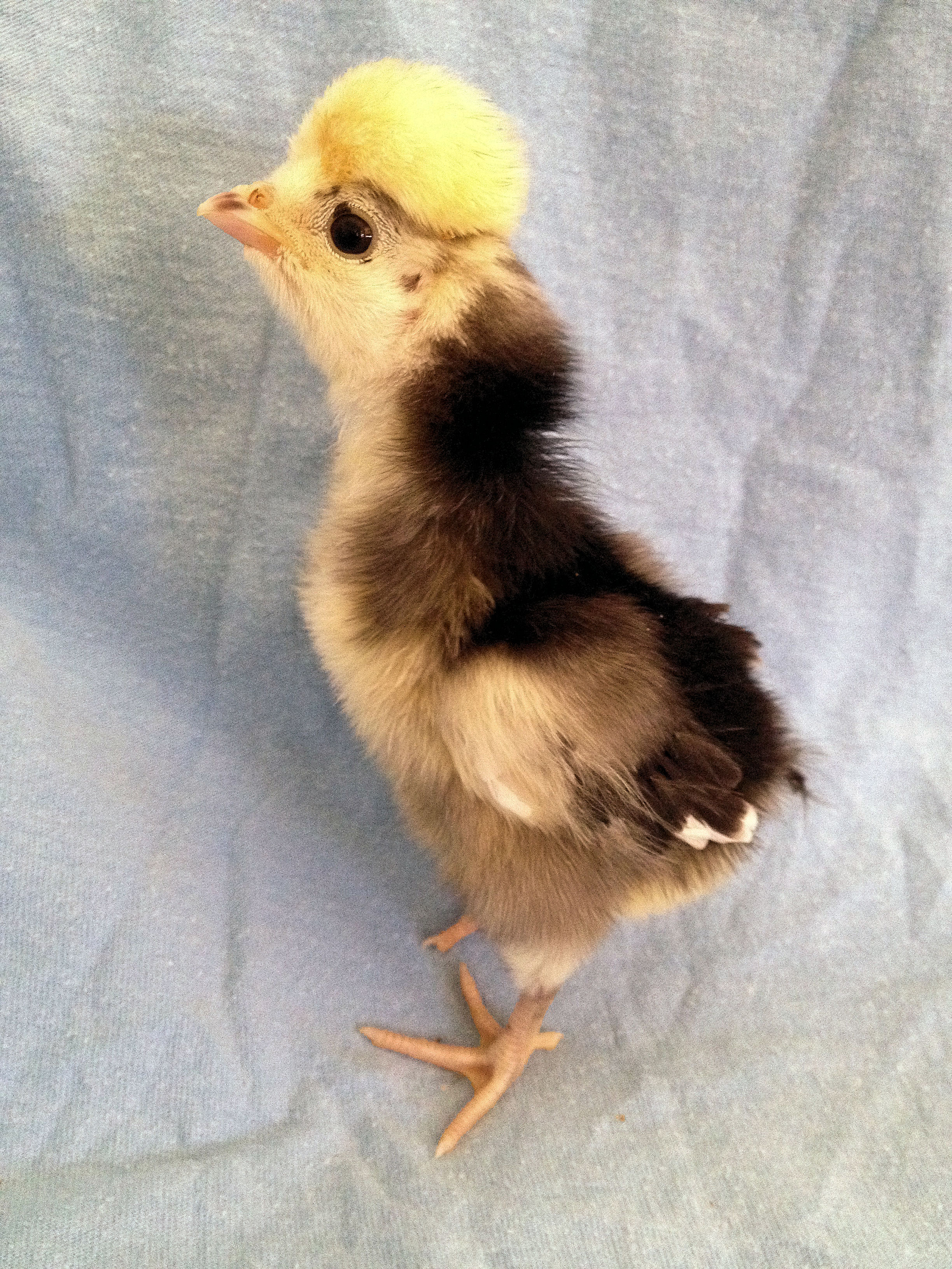 Baby 4 5 Days Old 5/9/14