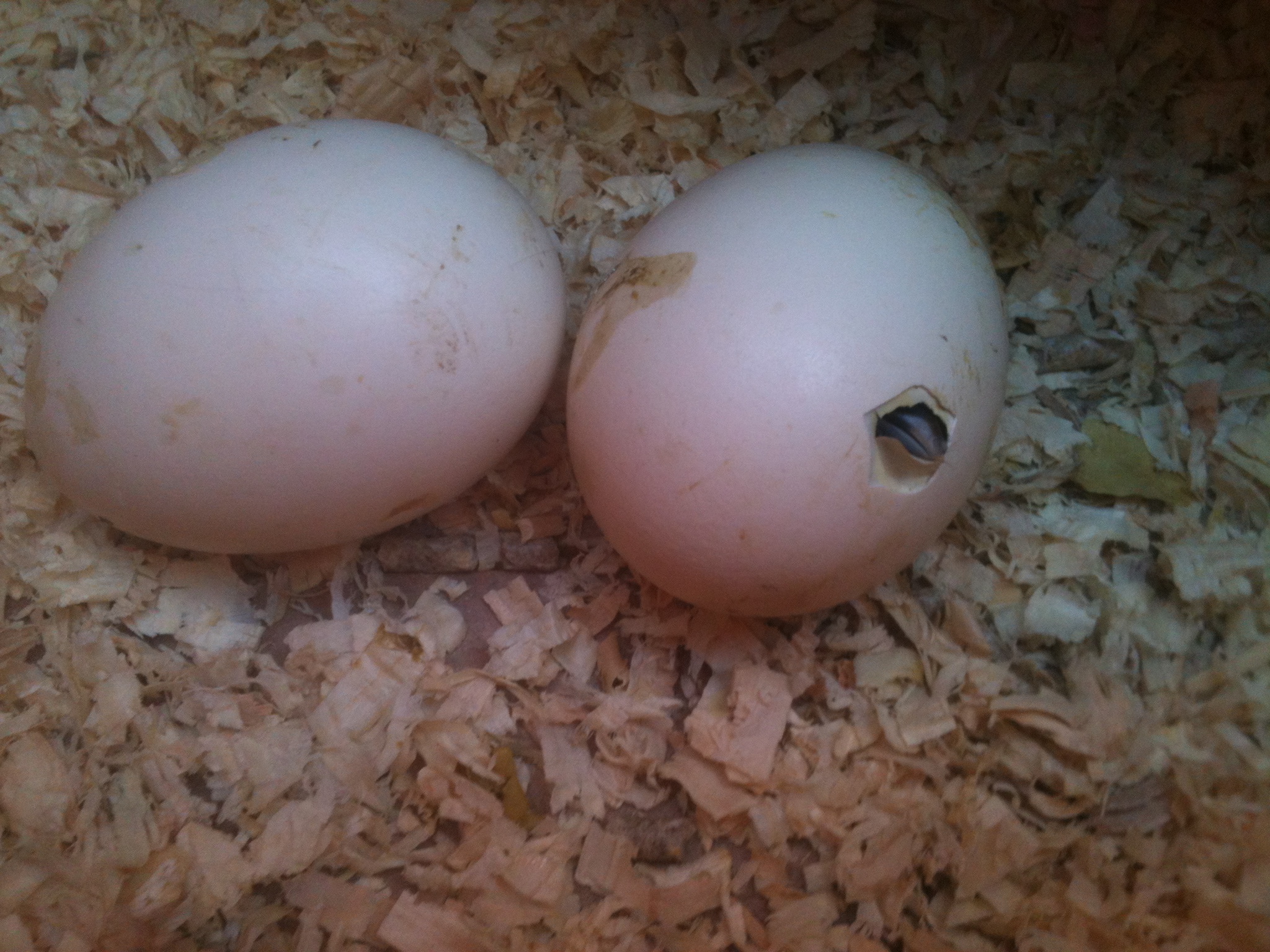 Baby #7 is poking his/her beak out.... No cracks in egg #8 yet.