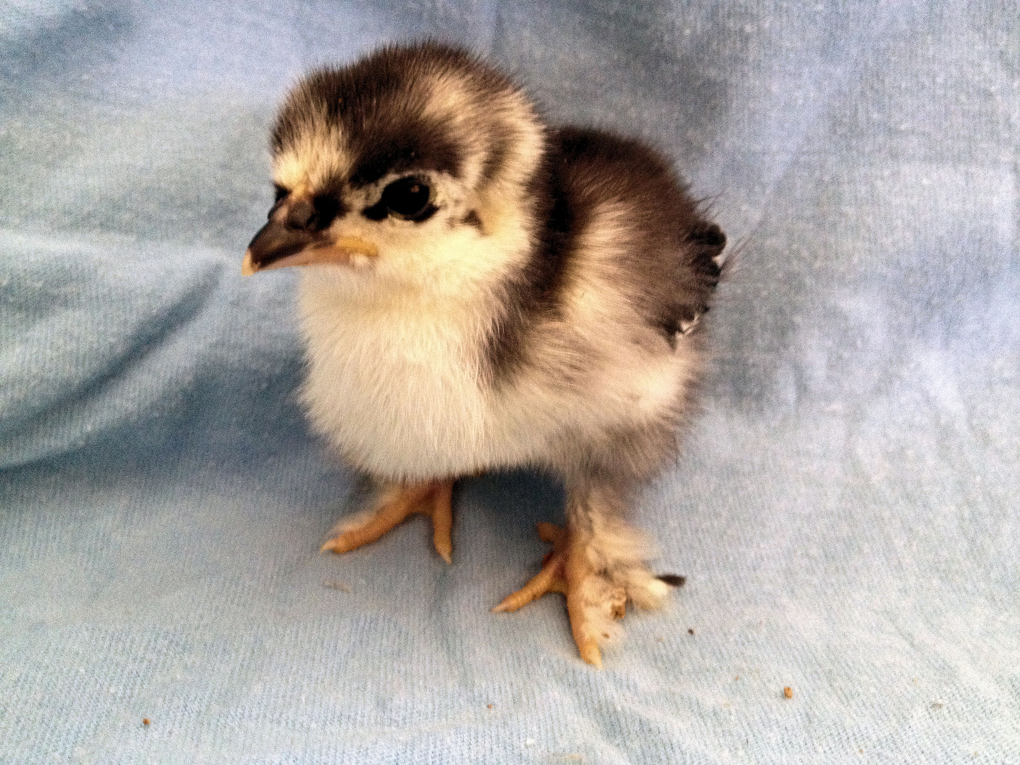 Baby 9   5 Days Old 5/9/14