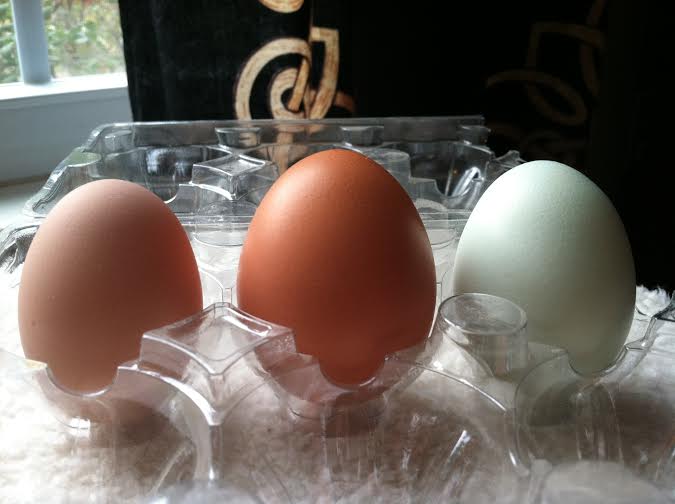 Baby, Amelia and Clara's eggs