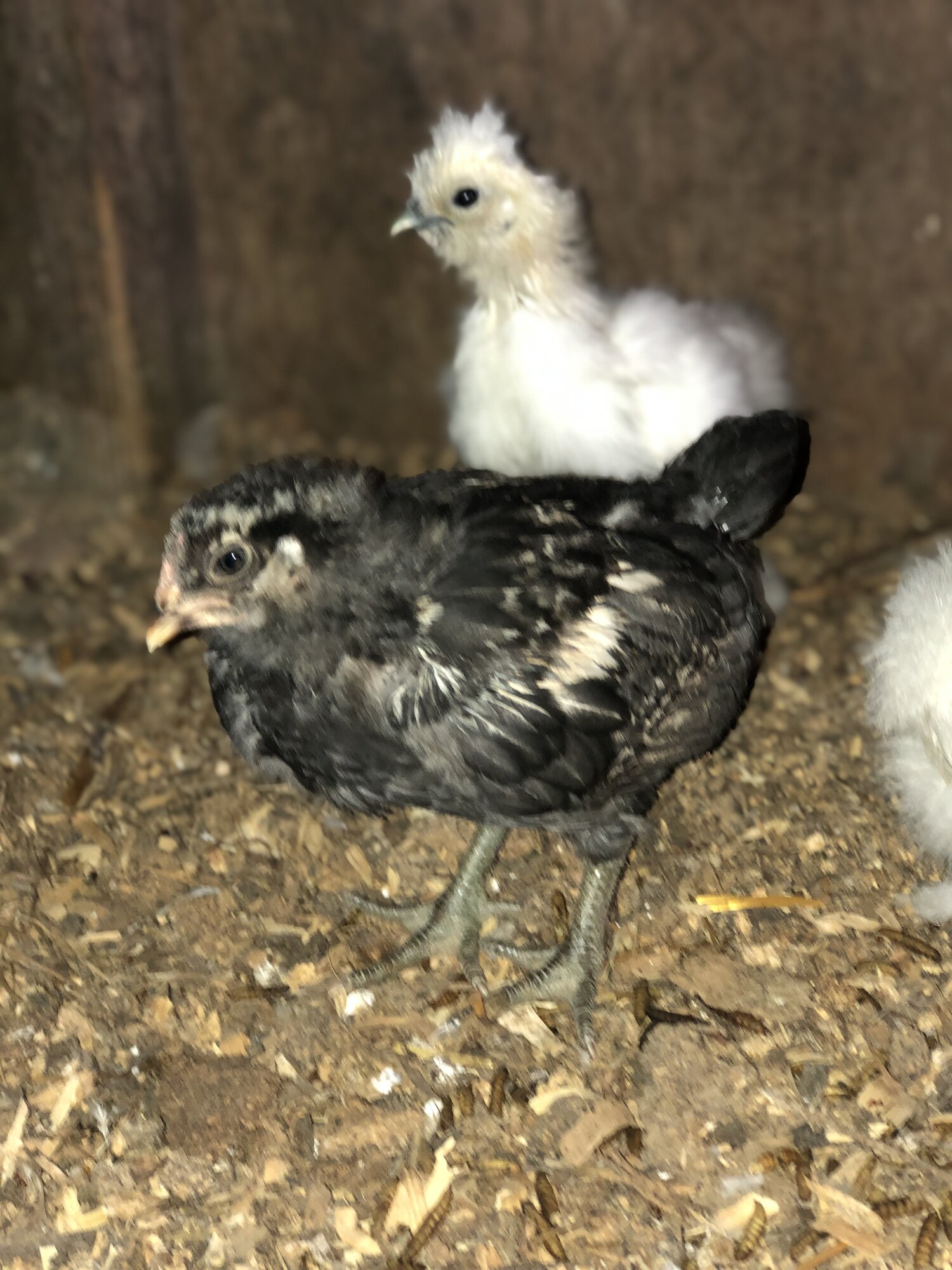 Baby americauna and silkies