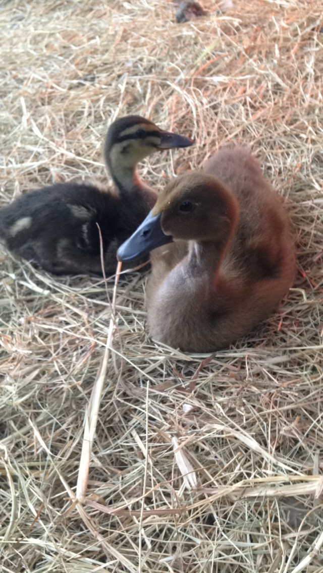 Baby and Maple