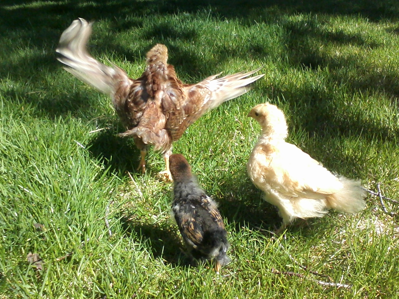 Baby Beauty spreads her wings as Buffy & Bubbles admire. Spring 2014