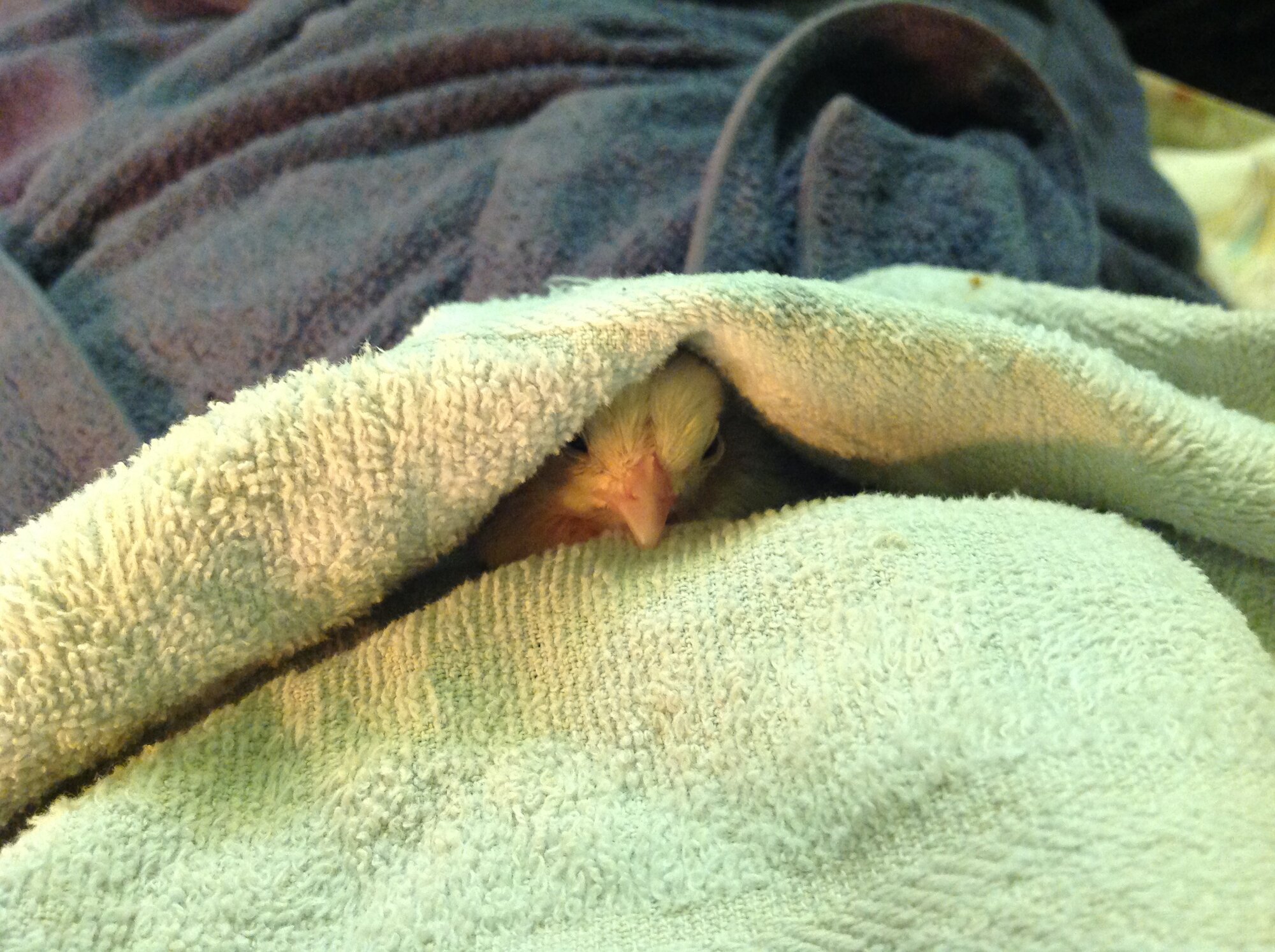 baby blind Serama roo, feelin’ sick and snuggly