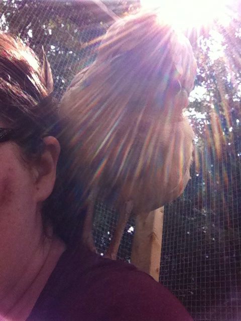 Baby Buff bottom in the sunlight