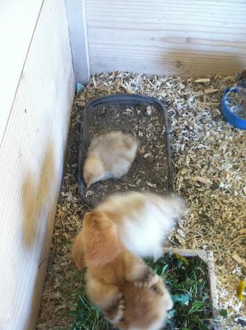 Baby Buff dust bathing