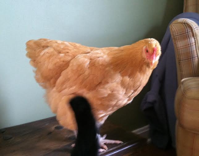 Baby Buff had a bath and blow dry yesterday and the cat came over to visit.  I had to prevent her from pecking him.