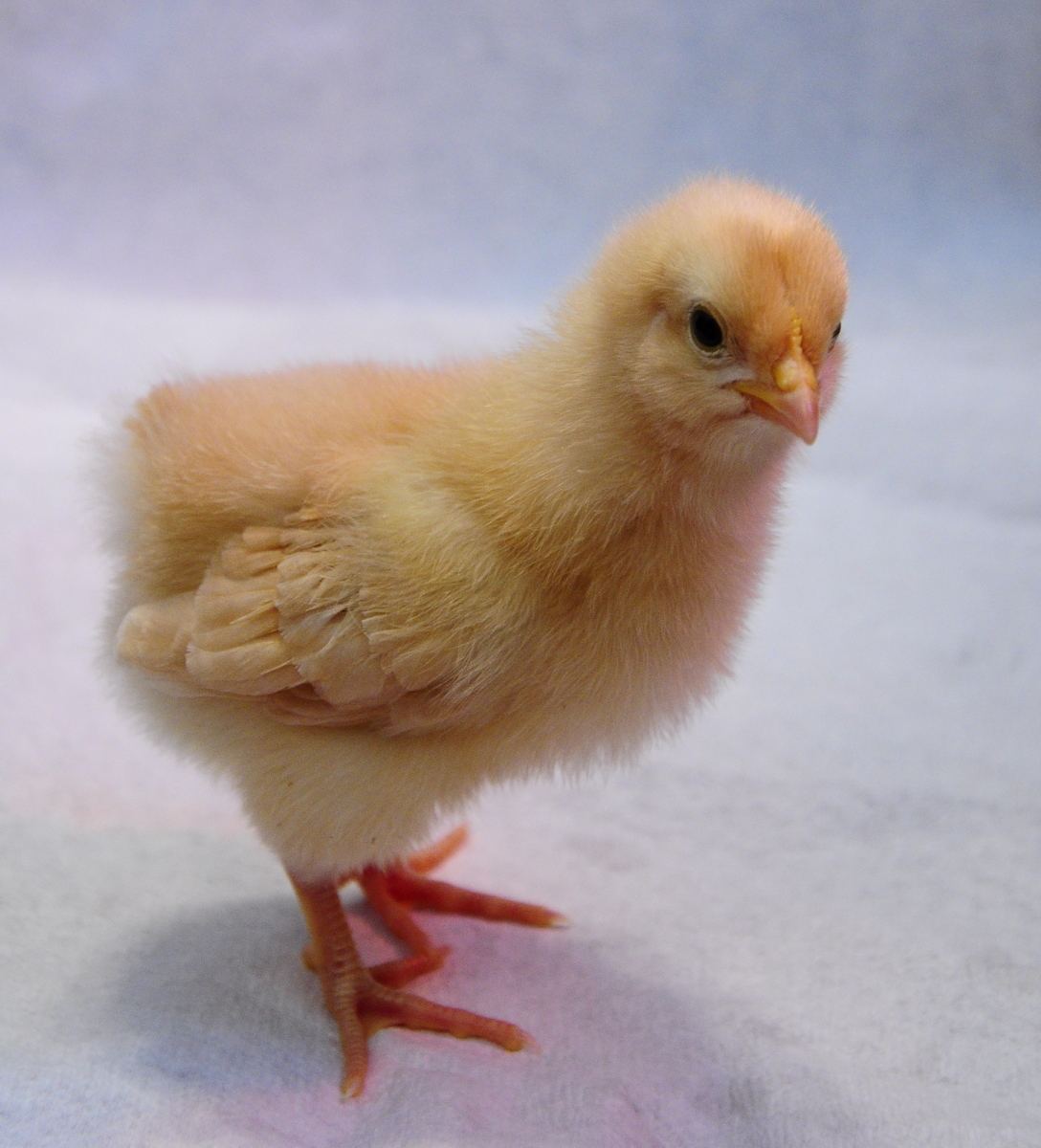 Baby Buff Orpington (1 week old)