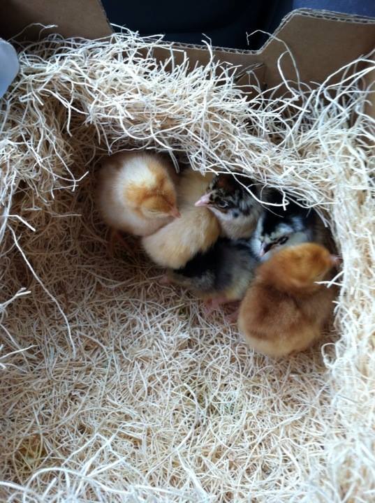 Baby Buff was picked up with her sisters from Meyer Hatchery on April 7th, 2014.  Here she is in their travel box hiding under big sister Amelia, far left, a Golden Buff, and sister Clara, an Easter Egger, the only one hiding more, little sister Victoria, referred to at first as Little Dorking, sister Morgaine the Marans is in the corner while the Buckeye stands guard.