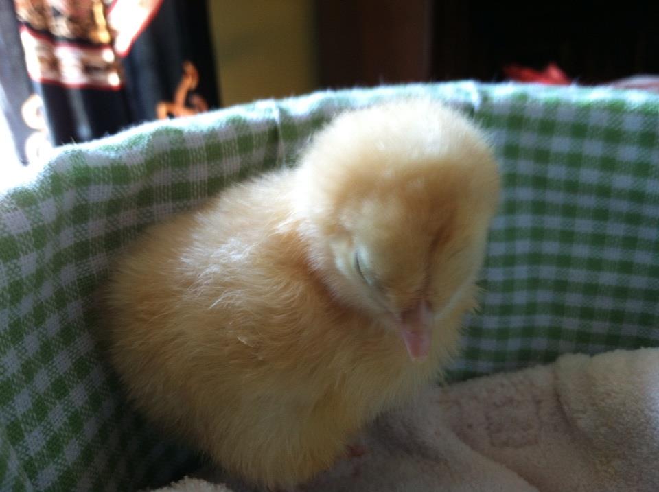 Baby Buff would rather nap than escape