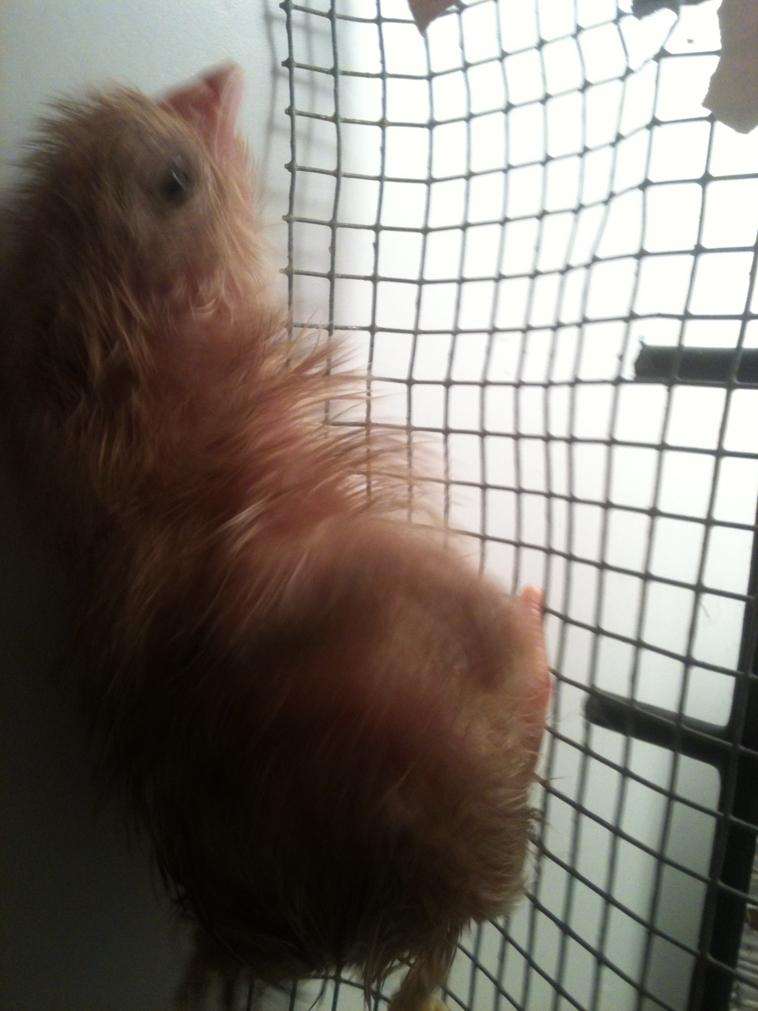 Baby chick #2