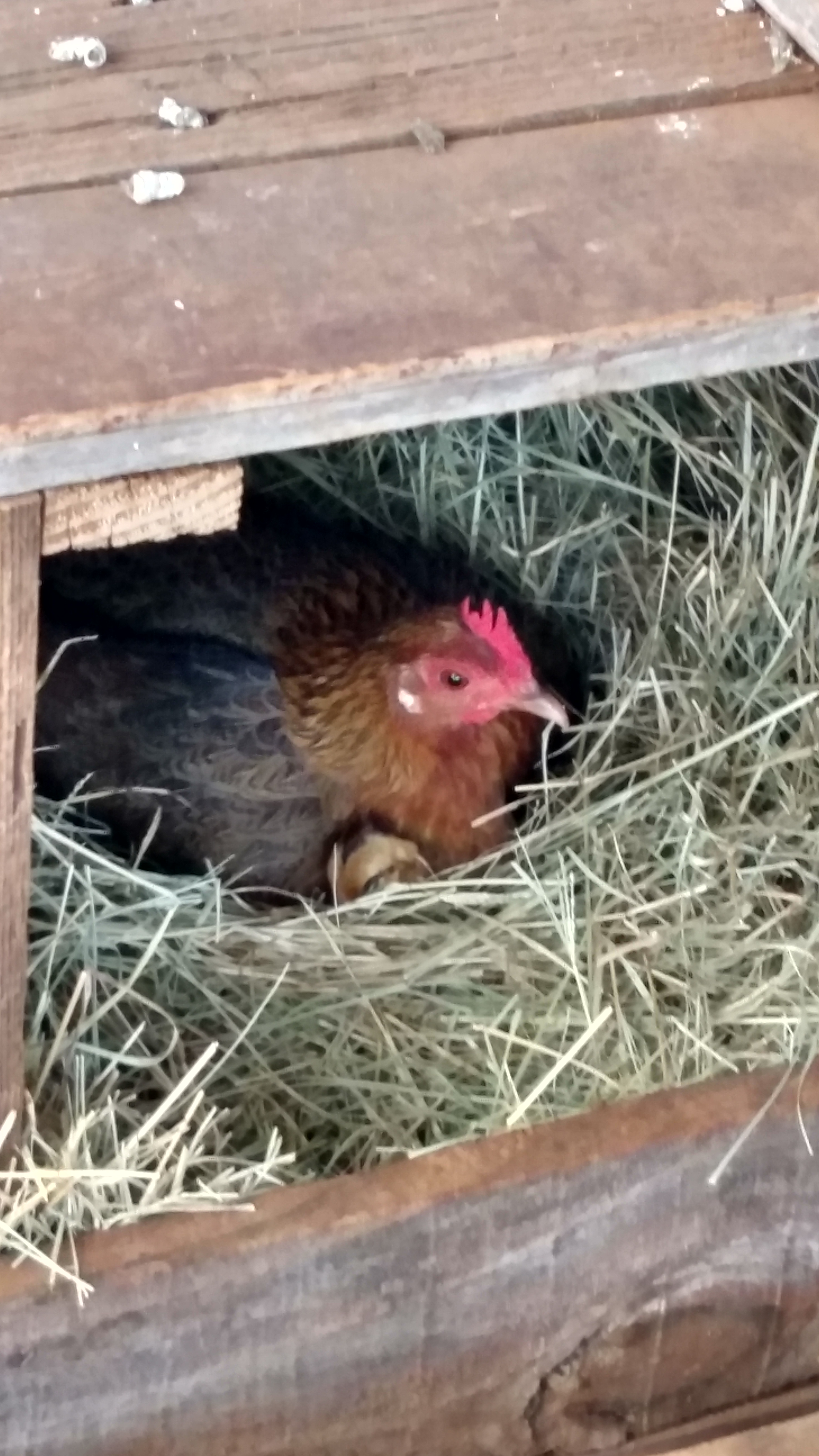 Baby chick peeking out from momma.  Looks like it's sleeping.  Thank you everyone for info on site.   Patience....am keeping eye on them.  But not disturbing.