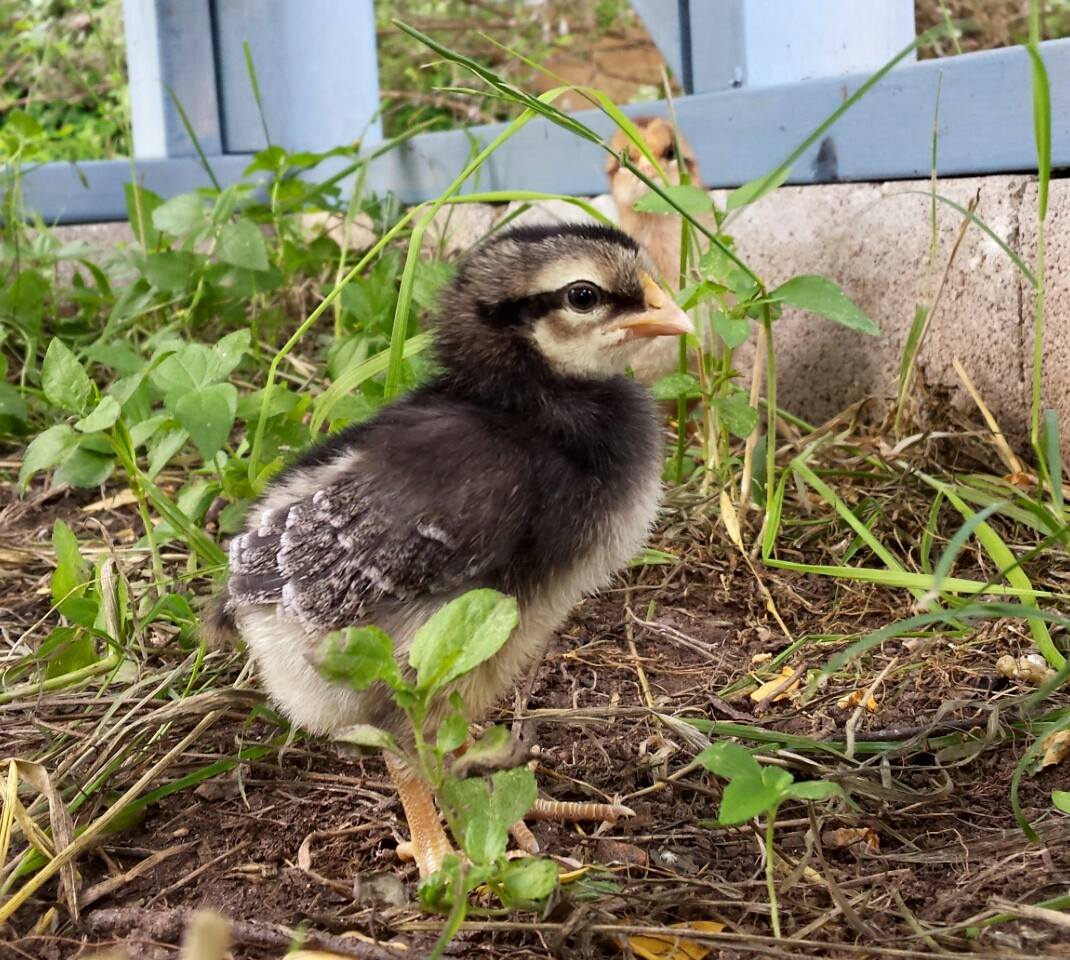 Baby chick photobomb!
