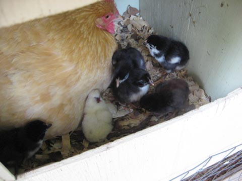 baby chicks 2012/04/26
