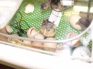 Baby chicks hatching in the Circulated Air Incubator by Fall Harvest Products!