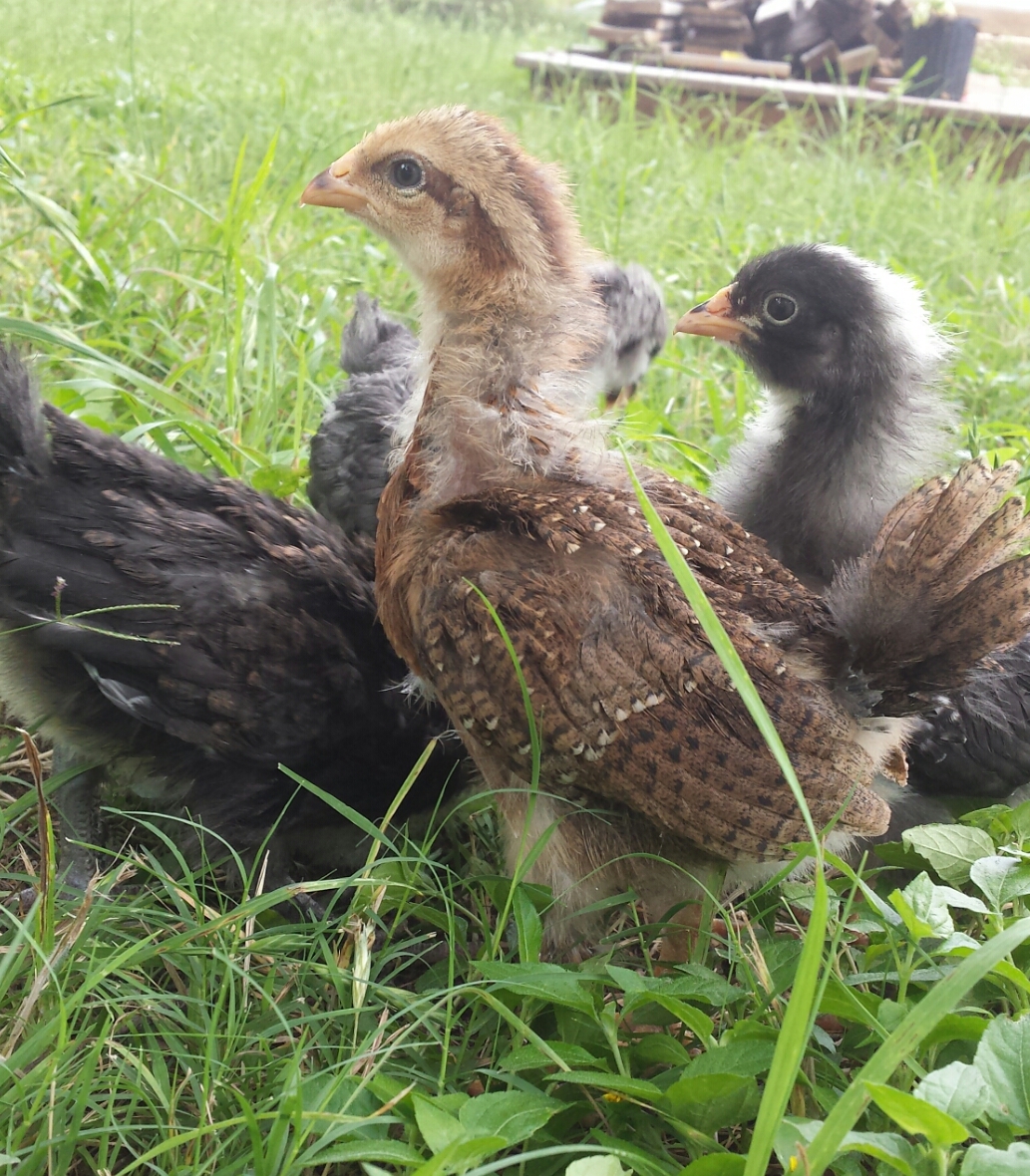 Baby chicks in the wind!