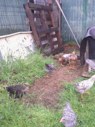baby chicks out for the first time
