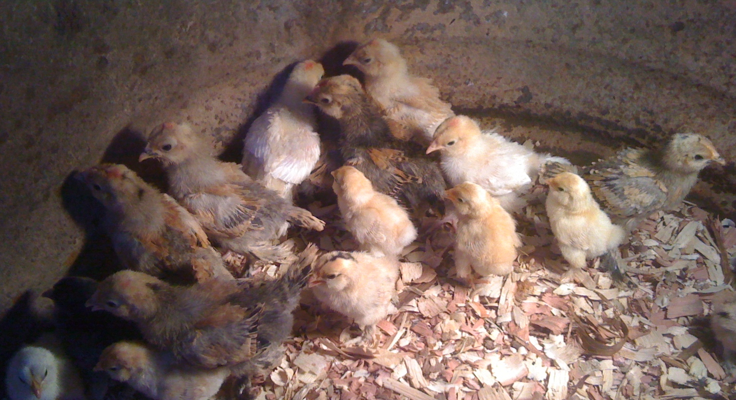Baby chicks that hatched out on 3-7 and 3-19 2012 out of the 3/4  Mille hens  and pure Mille rooster