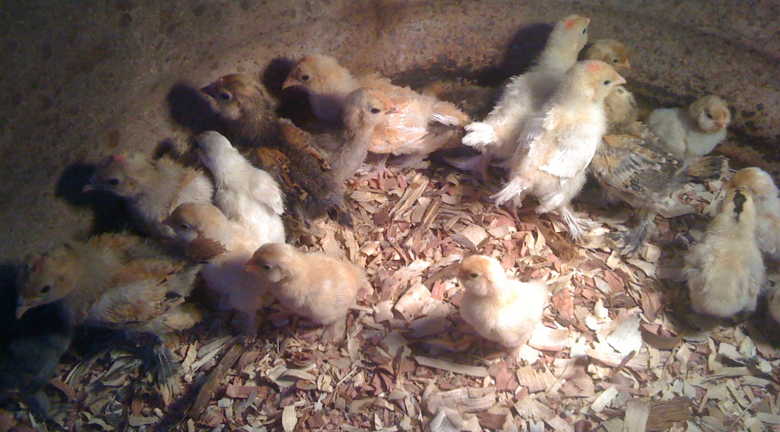Baby chicks that hatched out on 3-7 and 3-19 2012 out of the 3/4  Mille hens  and pure Mille rooster