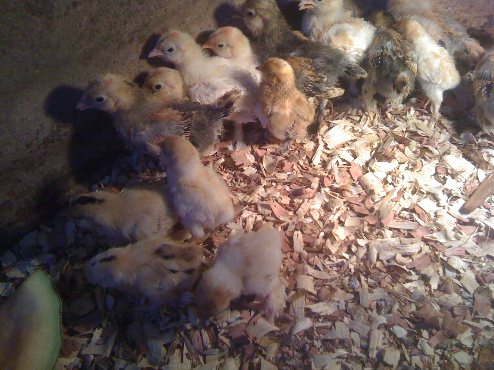 Baby chicks that hatched out on 3-7 and 3-19 2012 out of the 3/4  Mille hens  and pure Mille rooster
