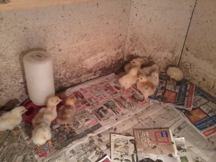Baby chicks