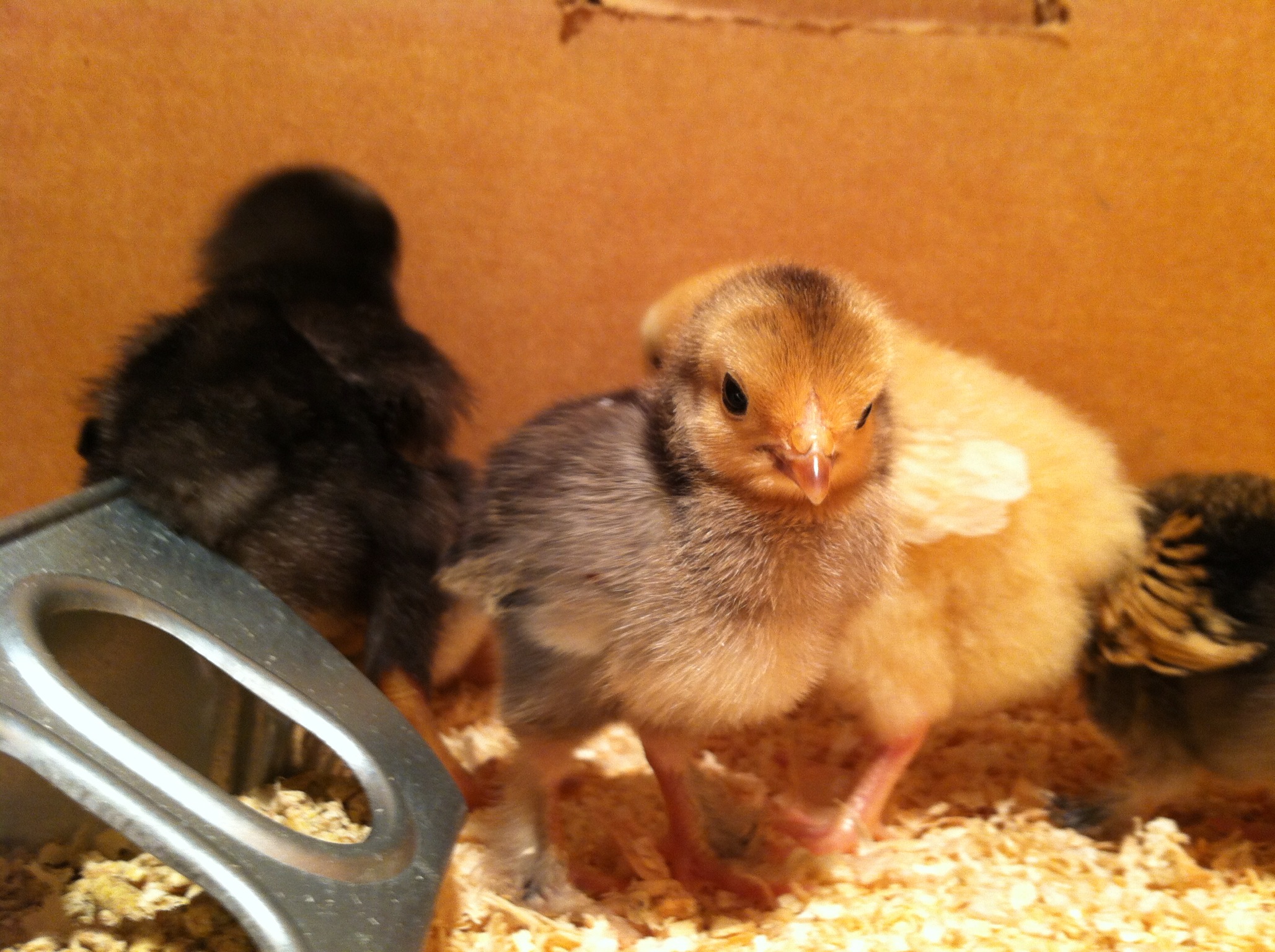 Baby cochin bantam