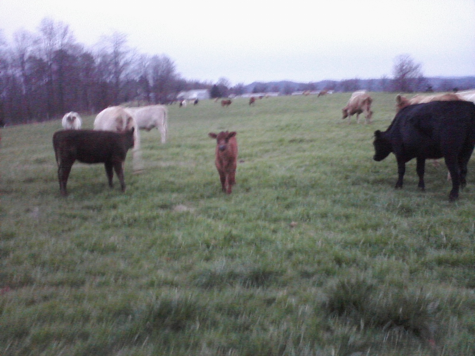 baby cow(: