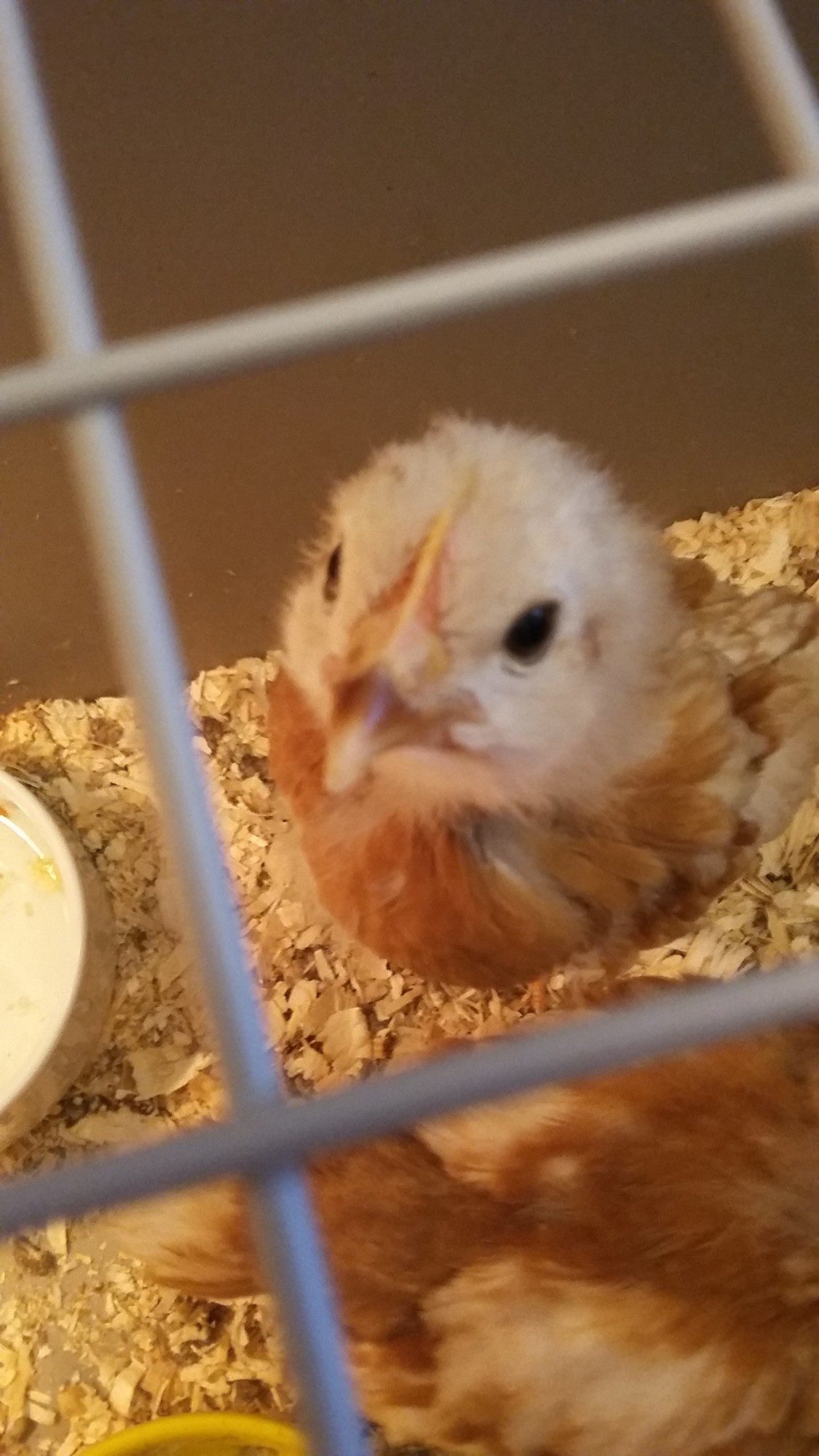 Baby Daisy is looking in the camera!