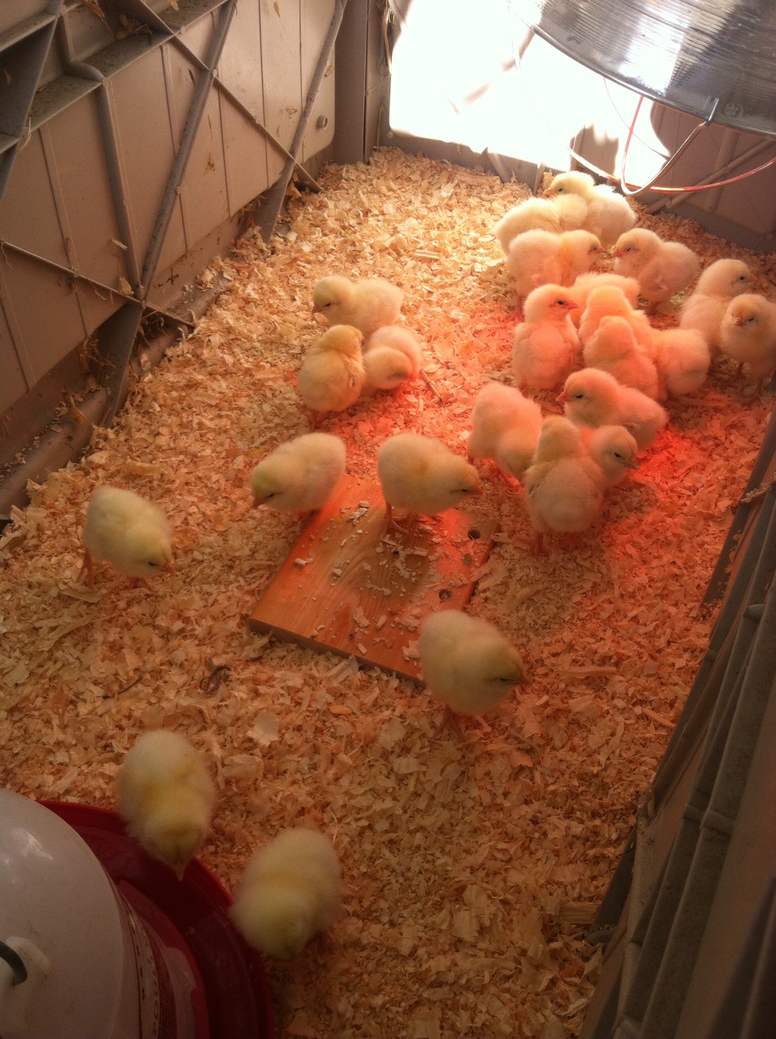 Baby Delaware roosters