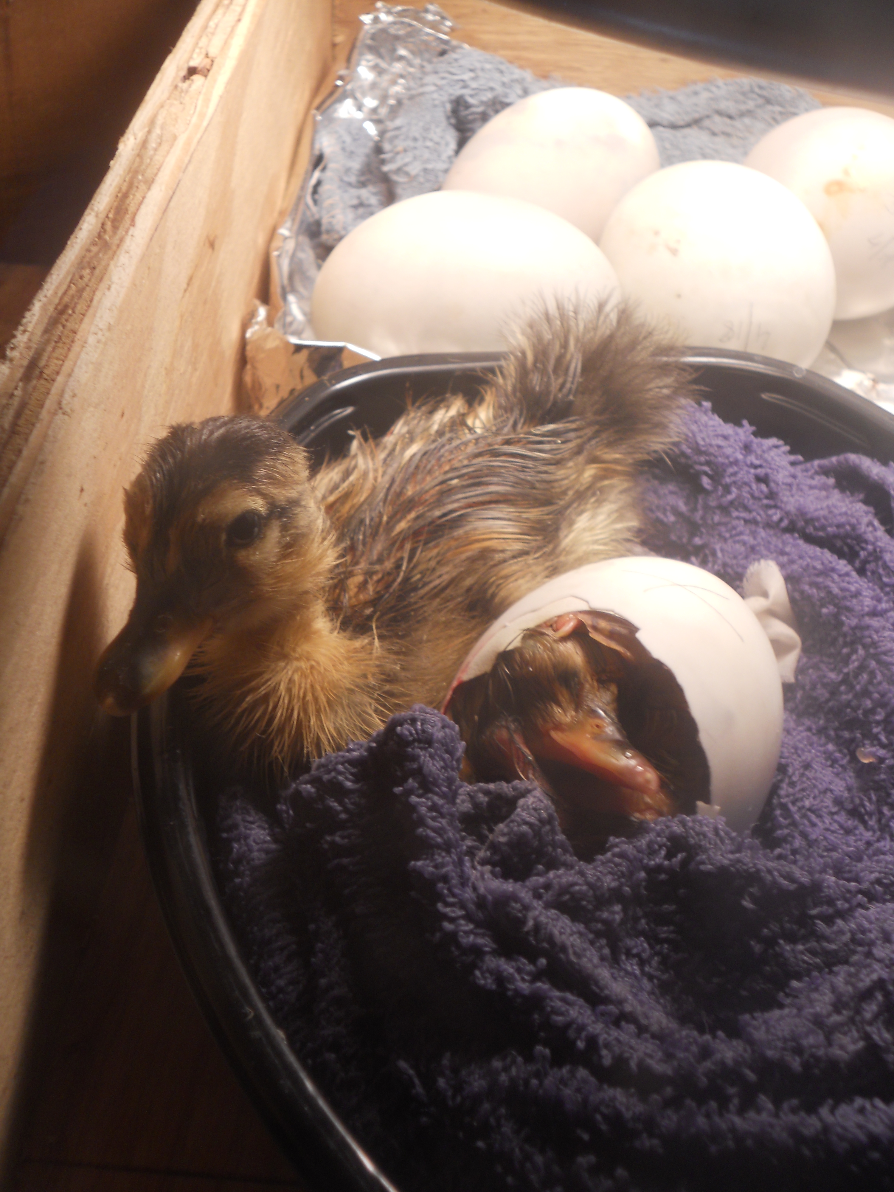 baby duckling and another one (Little guy) hatching