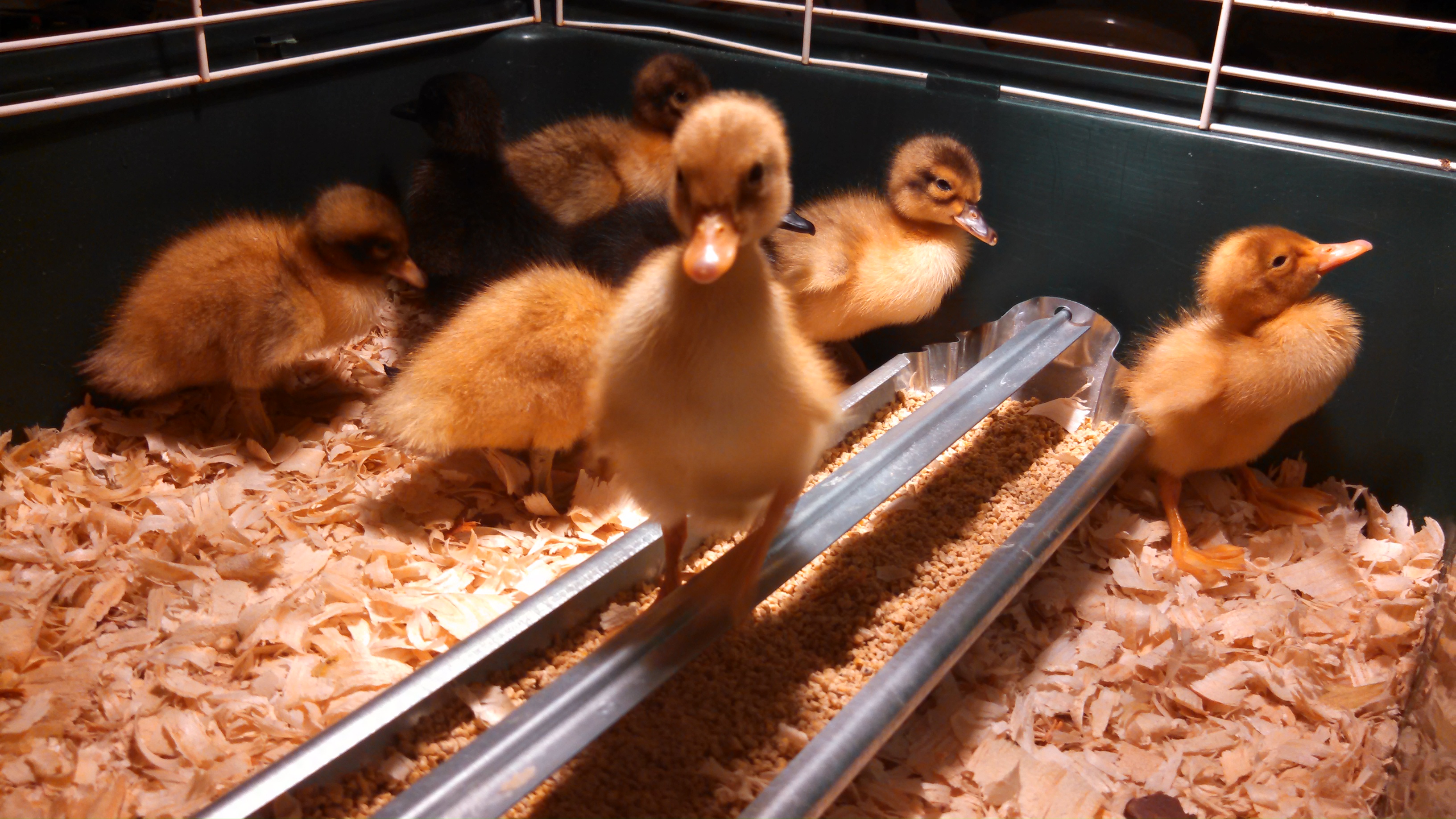 Baby ducks from TSC