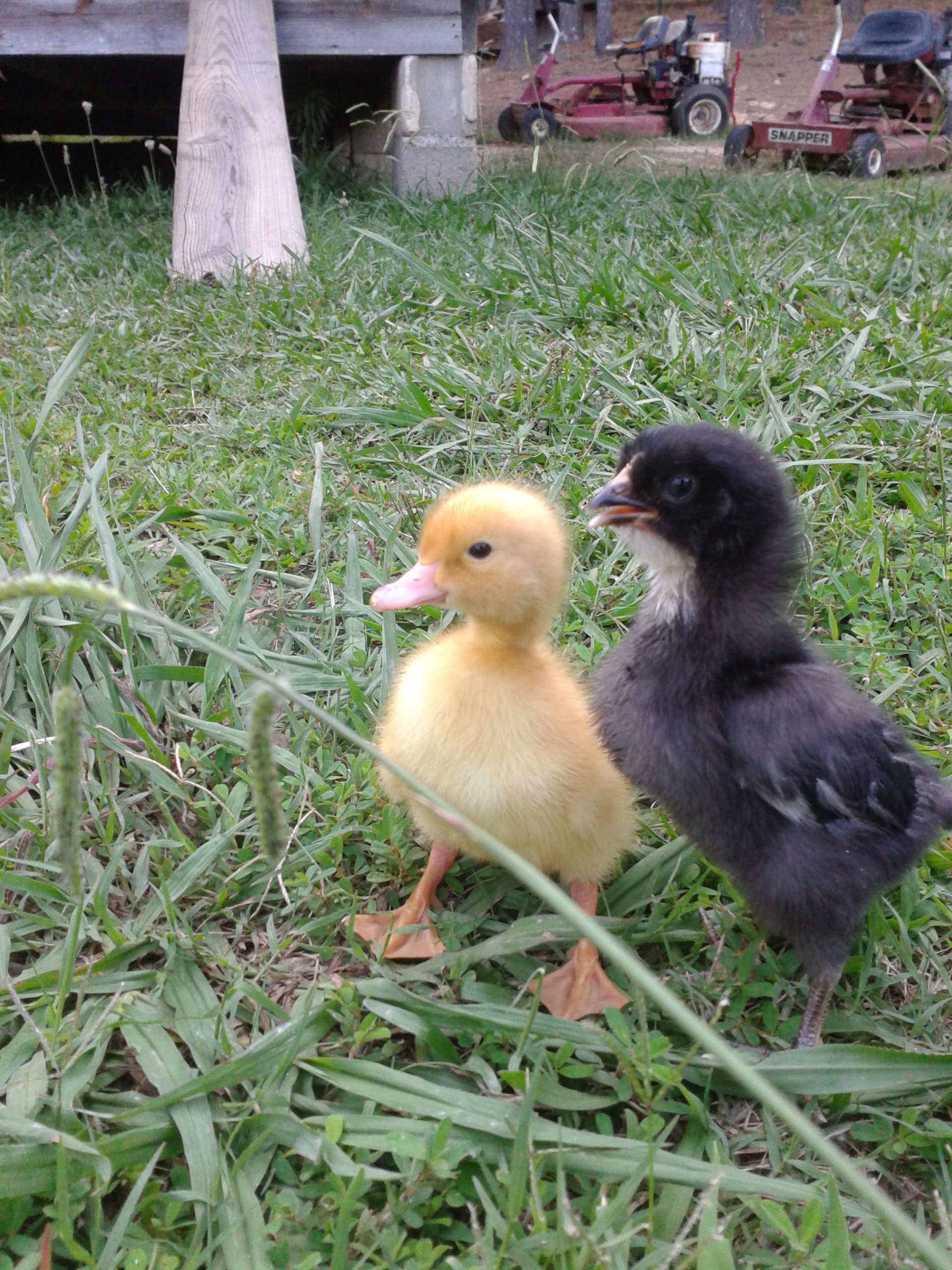 baby ducky and squishy(: