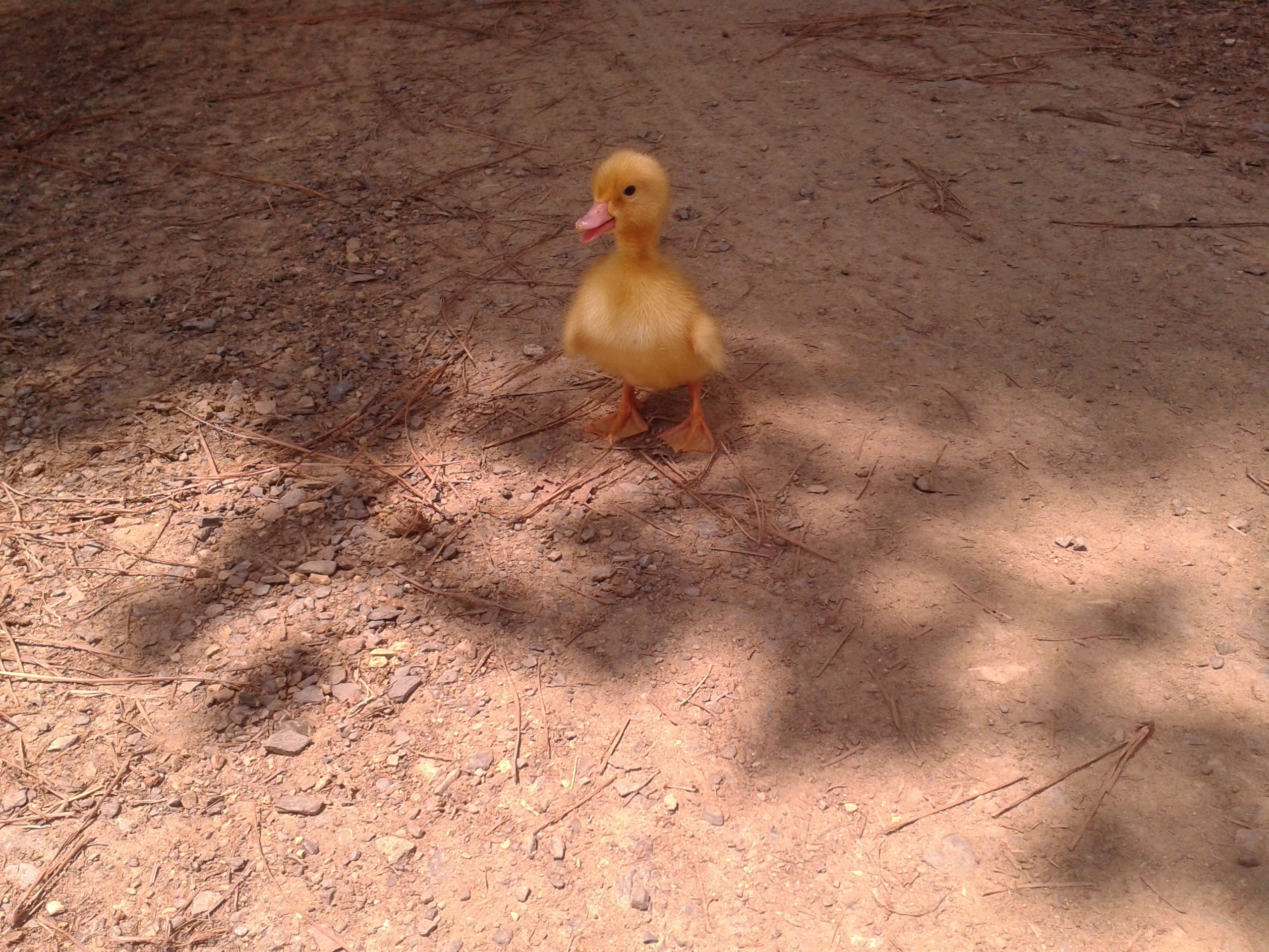 baby ducky that we thought was a chicken egg when we got it(: i need a name for her(: