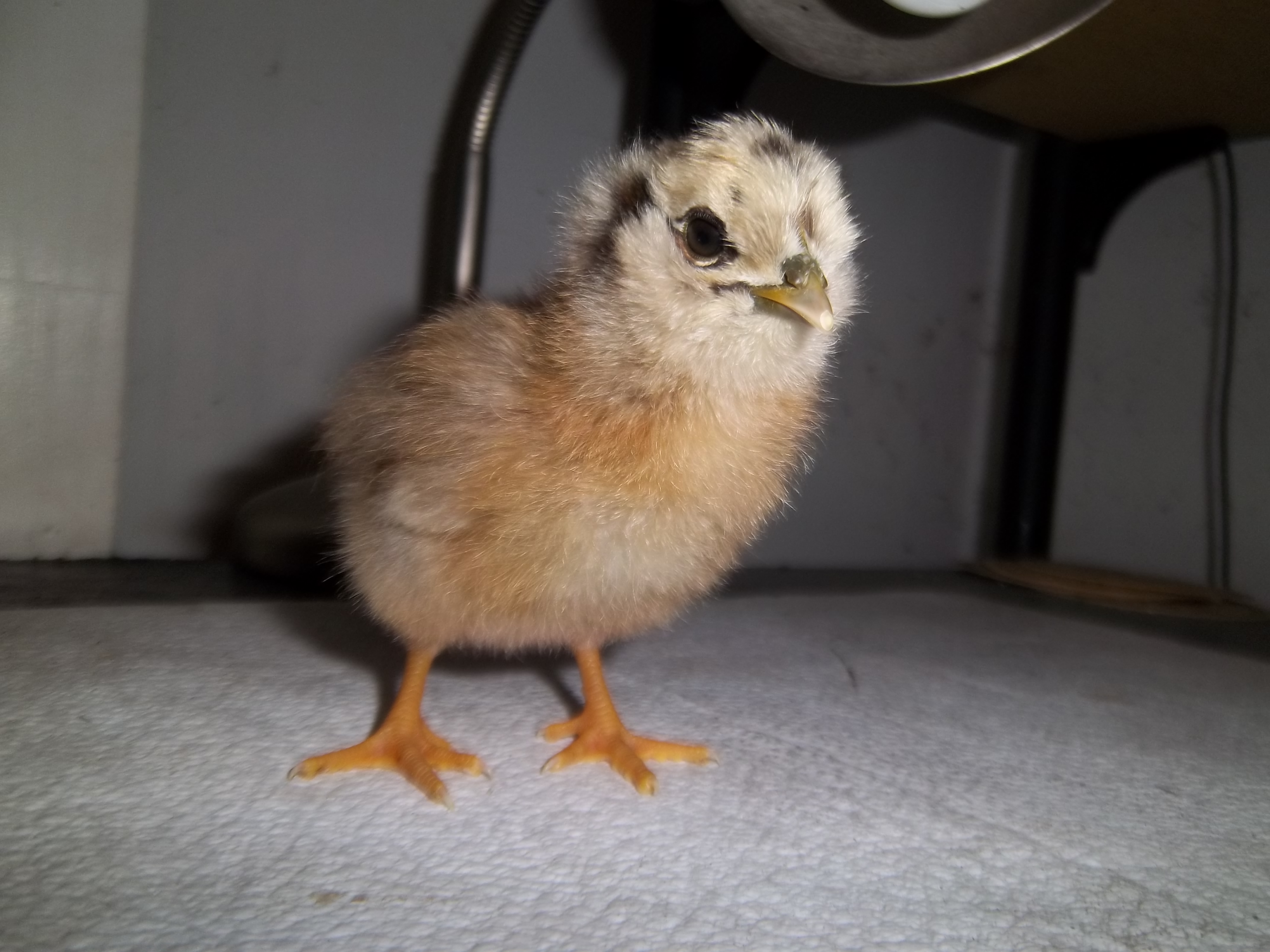 baby Easter egger