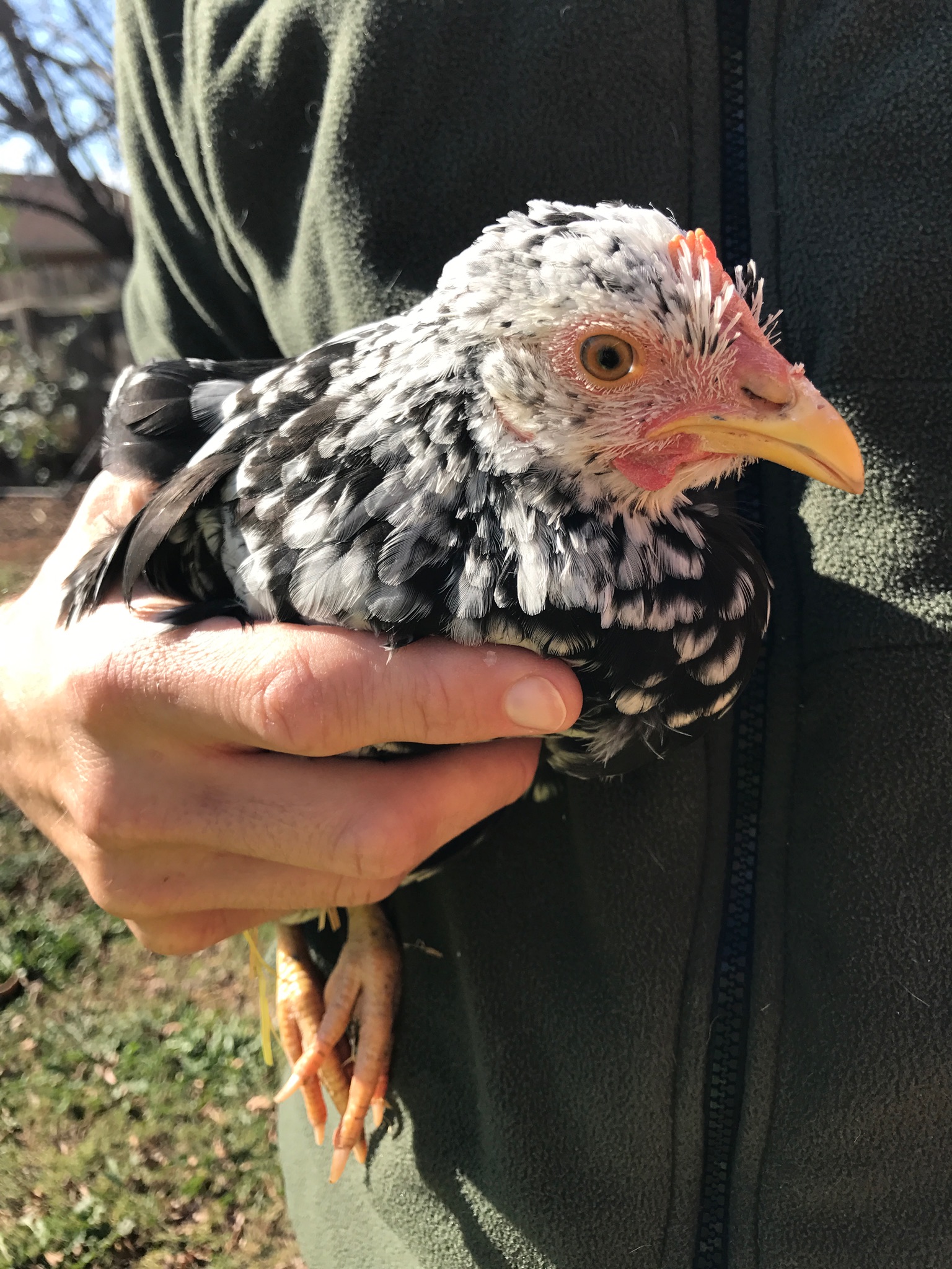 Baby Esmeralda, she is a 10 week old Easter Egger.