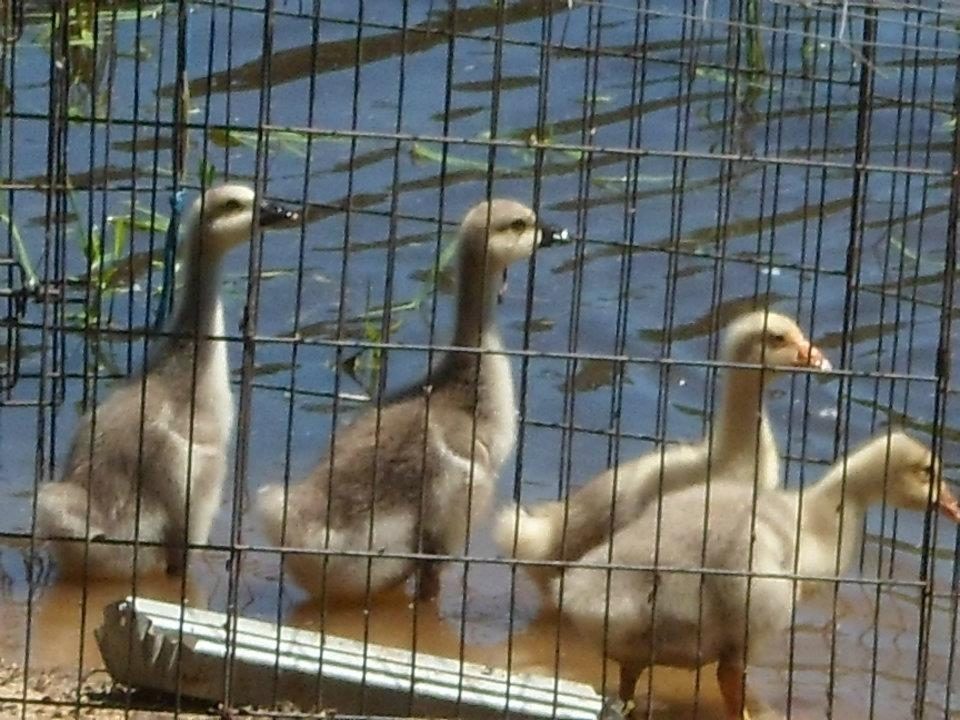 Baby geese