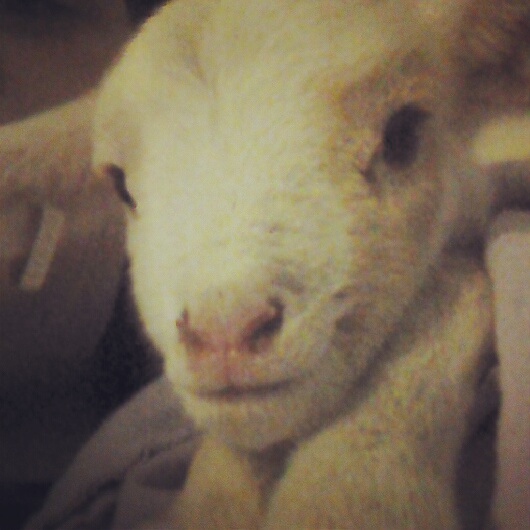 Baby goat. (: