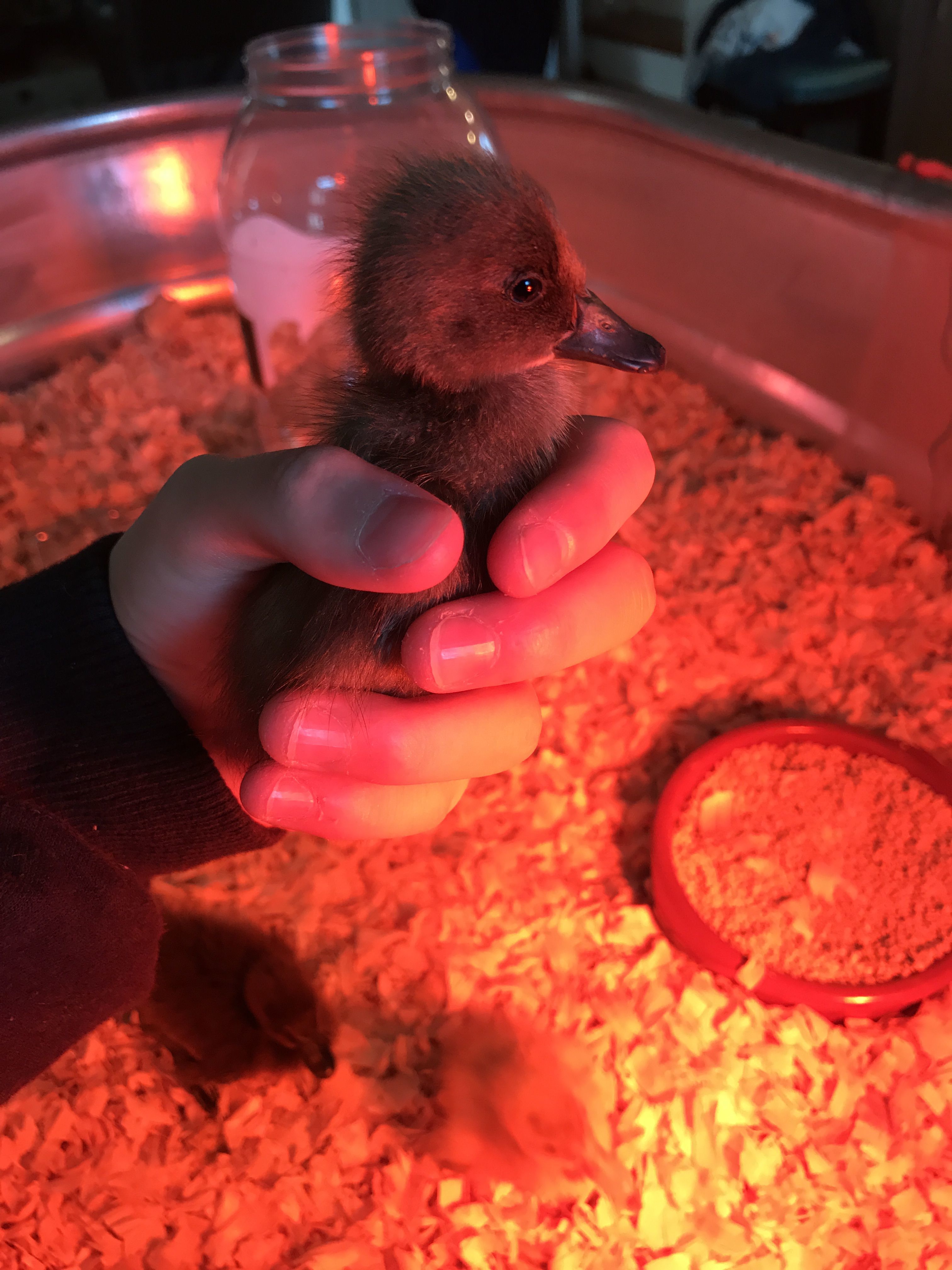 Baby indian runner duckling