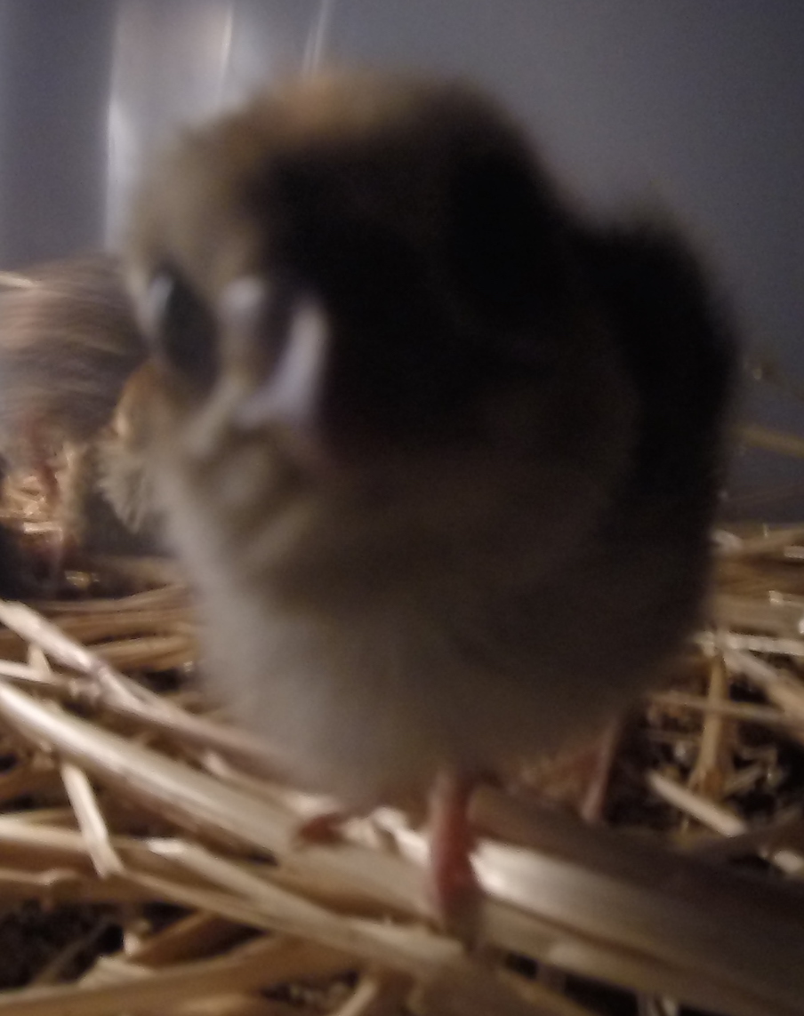 Baby Japanese Quail week old pecking at my camera.