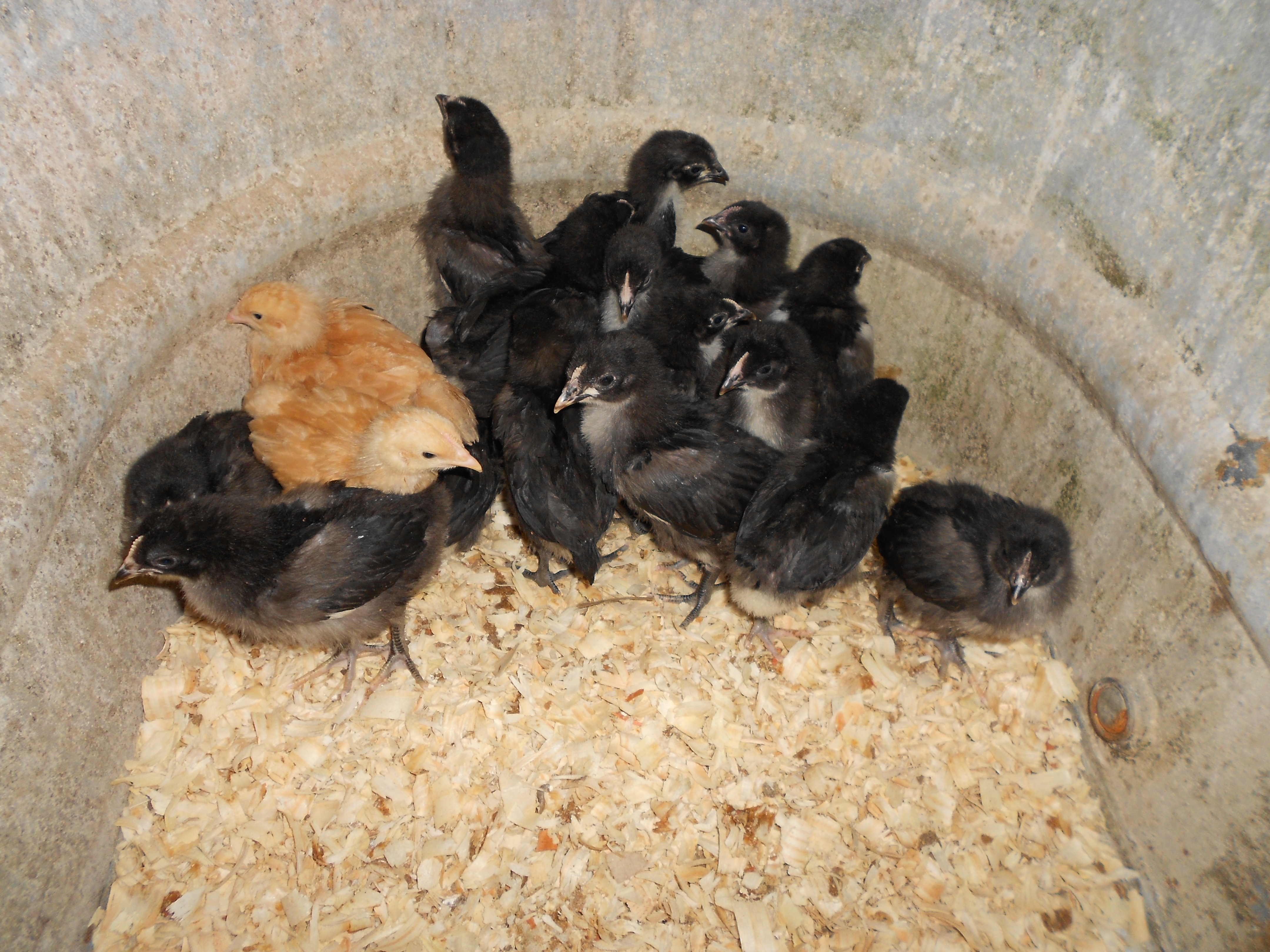 baby Jersey giants and Buff orphingtons