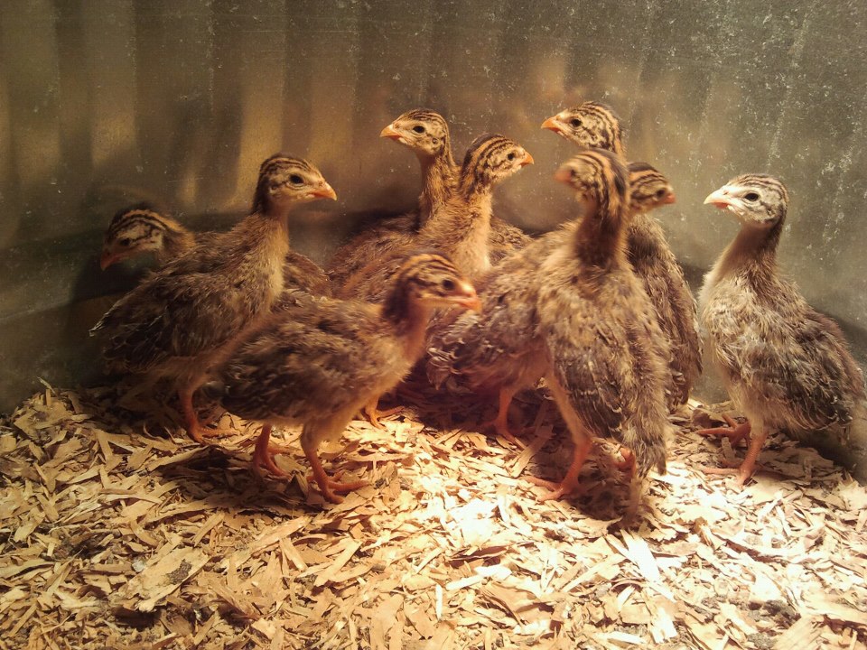 Baby Keets I raised last spring