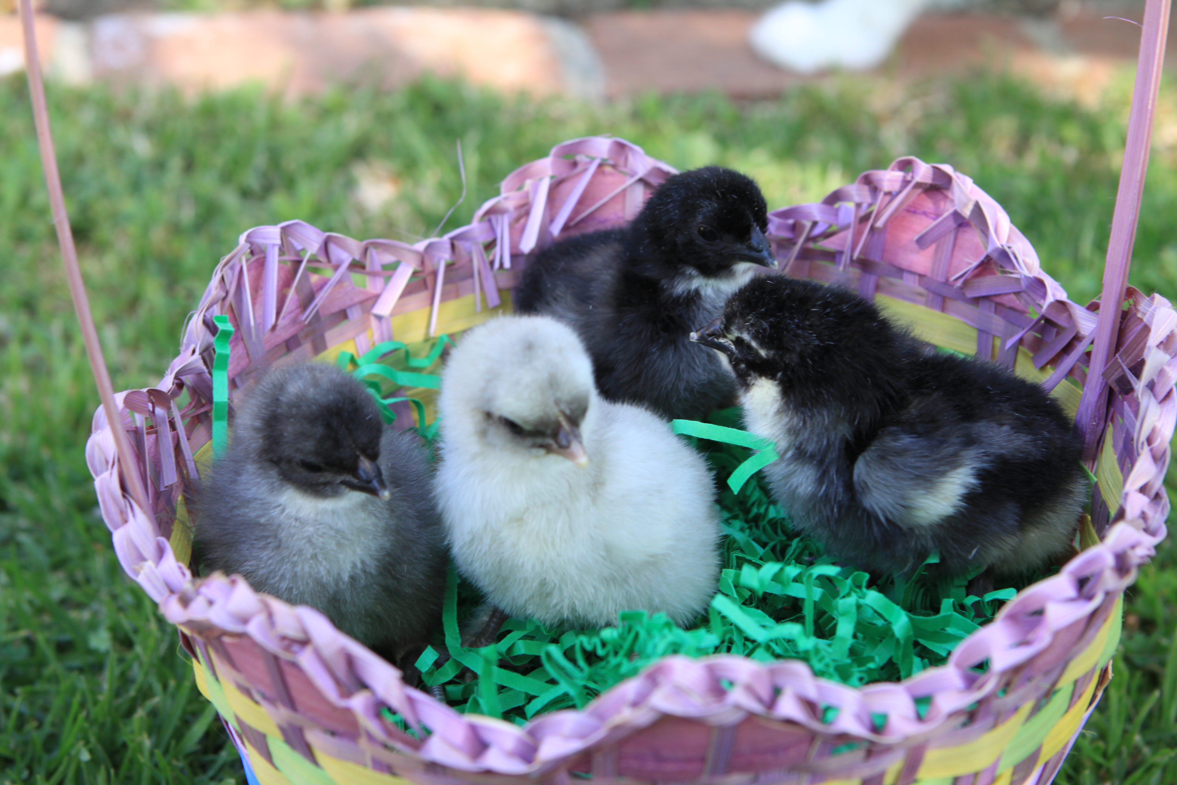 Baby Marans born Easter 2012
