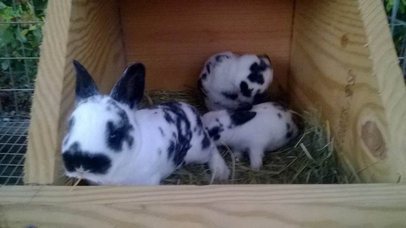 Baby mini rex bunnies