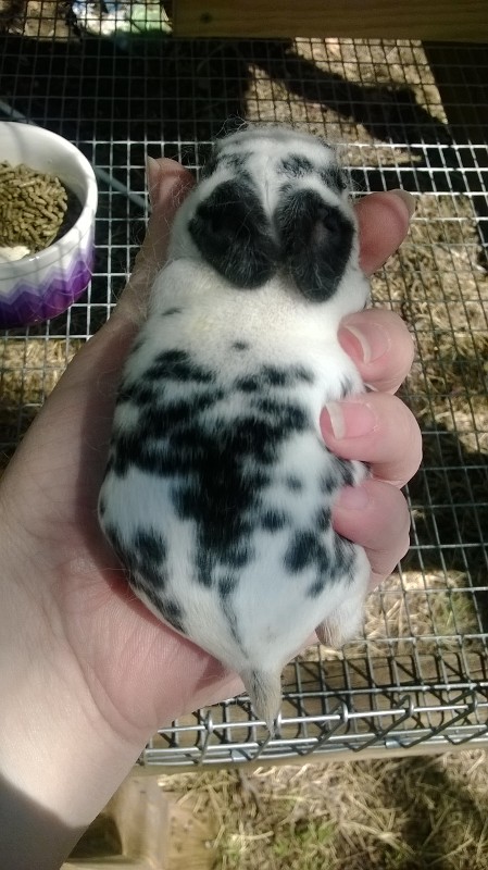 Baby mini rex bunny