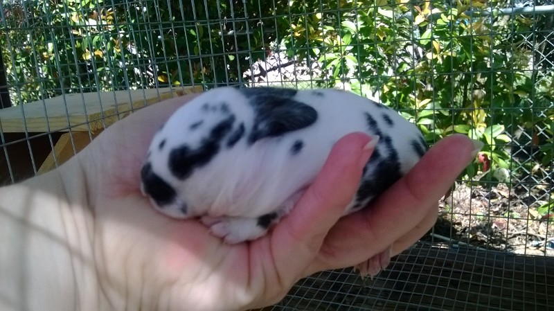 Baby mini rex bunny