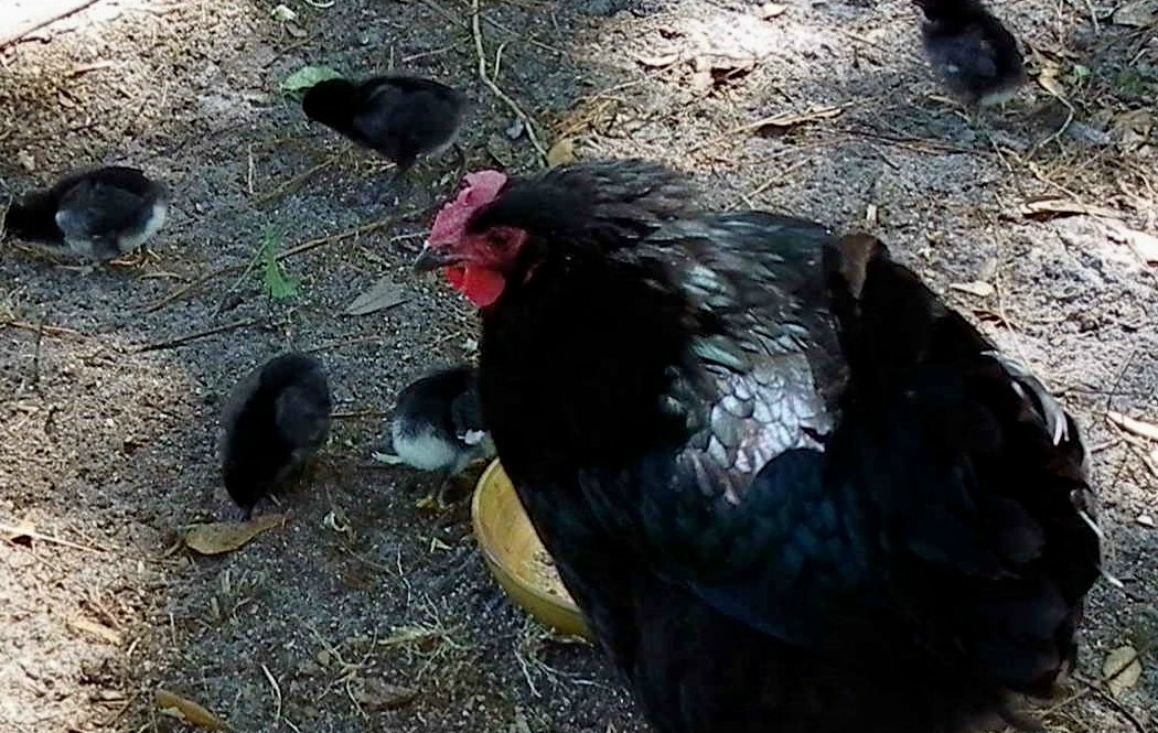 Baby Momma and black babies. Her poor comb got torn fighting through the fence with other hens grrr.