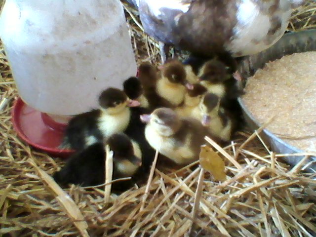 Baby Muscovy